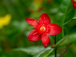 Close up red seed of Micky mouse flower with blur background. photo