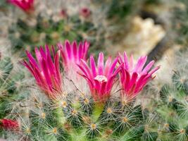cerca arriba floreciente pequeño rosado cactus flor en árbol con cactus pelo y mordaz gancho. foto