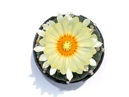 Close up top view of cactus plant with big flower on white background and shadow. photo