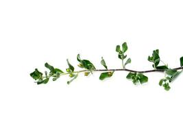 Close up Ash Plant, Barometer Brush, Purple Sage, Texas Ranger flower with leaves. photo