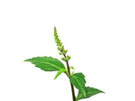 Close up Cat's whisker, Java tea, Misai kuching leaves on white background. photo