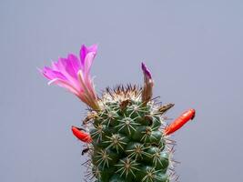 Close up of cactus plant with pink flower and red fruit on grey background. photo