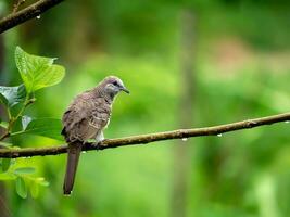 pájaro en rama en el lloviendo día con difuminar fondo foto