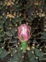 Close up blooming pink cactus flower on tree with blur cactus background. photo