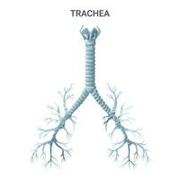 Trachea medical educational diagram. Vector illustration isolated on white background, cartoon style