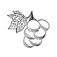 outline sketch of grape branch outline in vintage vector