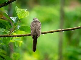 el espalda de un pájaro encaramado en un rama en el lluvioso temporada con difuminar antecedentes foto