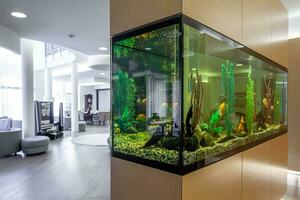 Large built in aquarium with fish and plants in stylish living room photo