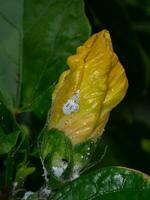Close up Striped mealybug on yellow flower. photo