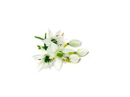 Close up Chinese Chive flower on white background. photo