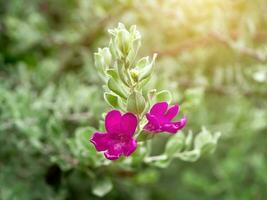 Close up Ash Plant, Barometer Brush, Purple Sage, Texas Ranger flower with leaves. photo