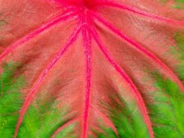 Close up texture of Caladium bicolor leaf. photo