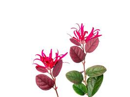 Close up Chinese fringe flower, Chinese witch hazel or Loropetalum with leaf on white background. photo