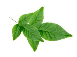 Close up Bael leaf on white background. photo