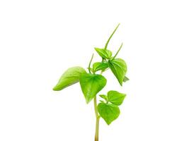 Close up Pellucoid leaved Pepper plant on white background. photo