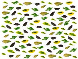 wallpaper of multi color caricature leaves on white background. photo
