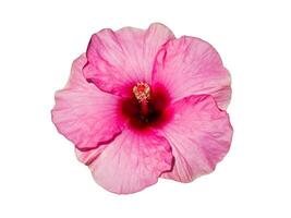 Close up Pink Chinese Rose, Rosa mallow flower on white background with clipping path. photo