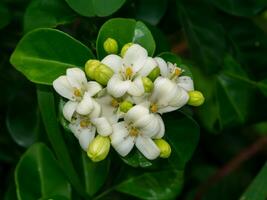 cerca arriba blanco naranja jazmín o China caja flor con hoja antecedentes. foto