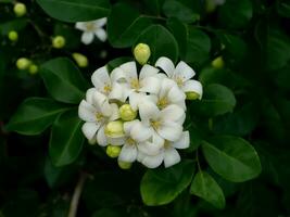 cerca arriba blanco naranja jazmín o China caja flor con hoja antecedentes. foto