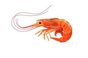 One whole cooked prawn isolated on white background photo