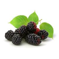 AI generated Blackberry on white background. Fresh fruits. Healthy food concept photo