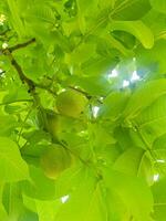 Sunlit Green Walnut Leaves photo
