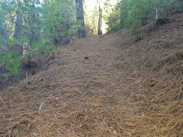 Hiking Trail Among Pine Needles photo