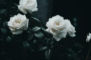 AI generated White roses dark moody romantic background. Close-up floral banner. Ai generated photo