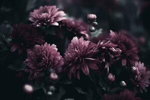 AI generated Chrysanthemums close-up dark romantic background. Flowers wallpaper. Ai generated photo