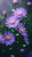 AI generated Blooming aster flowers with drops of water close-up background. Floral wallpaper. Ai generated photo