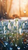 AI generated Close-up snowdrop flowers with drops of water background. Ai generated photo
