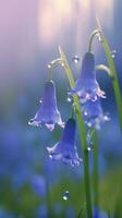 ai generado floreciente campanilla flores con gotas de agua de cerca antecedentes. floral fondo de pantalla. ai generado foto