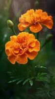 AI generated Blooming marigold flowers with drops of water close-up background. Ai generated photo