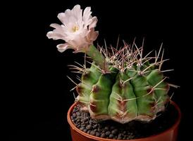 rosado flor de gymnocalycium cactus en plantando maceta foto