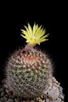 yellow flower of mammillaria cactus blooming photo