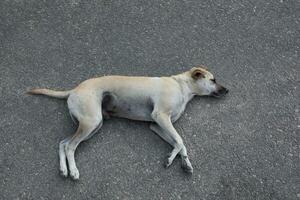 sleeping homeless dog lying on asphalt ground photo