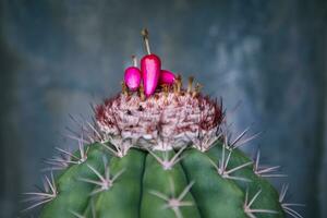 cerca arriba Fruta de melocactus tendido en cefalio parte superior foto