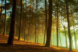 beautiful sun light in pine forest of pang ung maehong sorn most popular winter traveling destination in northern of thailand photo