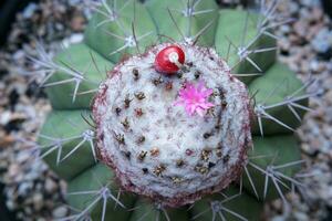 top view of melocactus flower and seed socket on cephalium photo