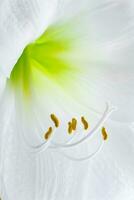 Delicate white hippeastrum flower. Stamens and pistil close-up. Natural background. photo