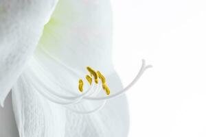 Delicate hippeastrum flower on white background. Stamens and pistil. photo