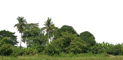 un grupo de Rico verde arboles alto resolución en blanco antecedentes. foto