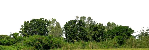 A group of rich green trees High resolution on white background. photo