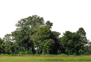 un grupo de Rico verde arboles alto resolución en blanco antecedentes. foto