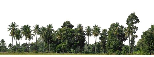 A group of rich green trees High resolution on white background. photo