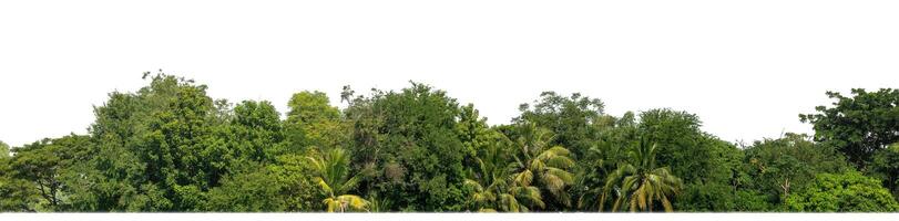 A group of rich green trees High resolution on white background. photo