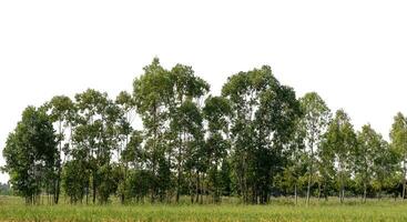 un grupo de Rico verde arboles alto resolución en blanco antecedentes. foto