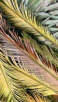 Exotic palm leaves, tropical multicolored background, flat lay, top view, closeup, vertical frame photo