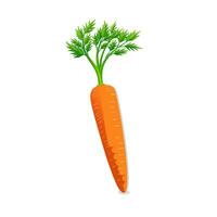 Carrot vector free download