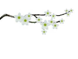 The tree branches with white ivy flower isolate on empty background. Flower arrangement design. photo